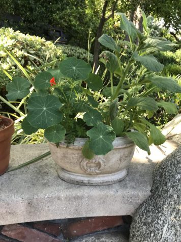 My flower pot filled with different edible flowers. 